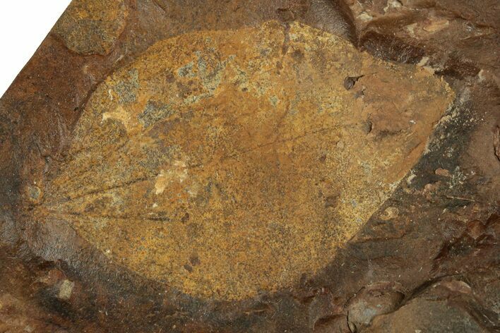 Paleocene Fossil Leaf (Cocculus) - North Dakota #269480